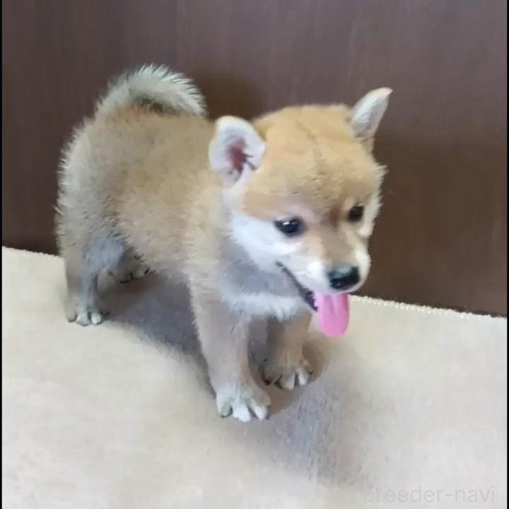 販売中の茨城県の柴犬-395681の1枚目
